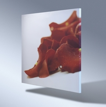 Latsprecher_Blume